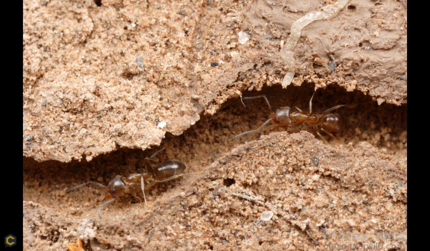 Estudian a las hormigas para eliminar los atascos de tráfico