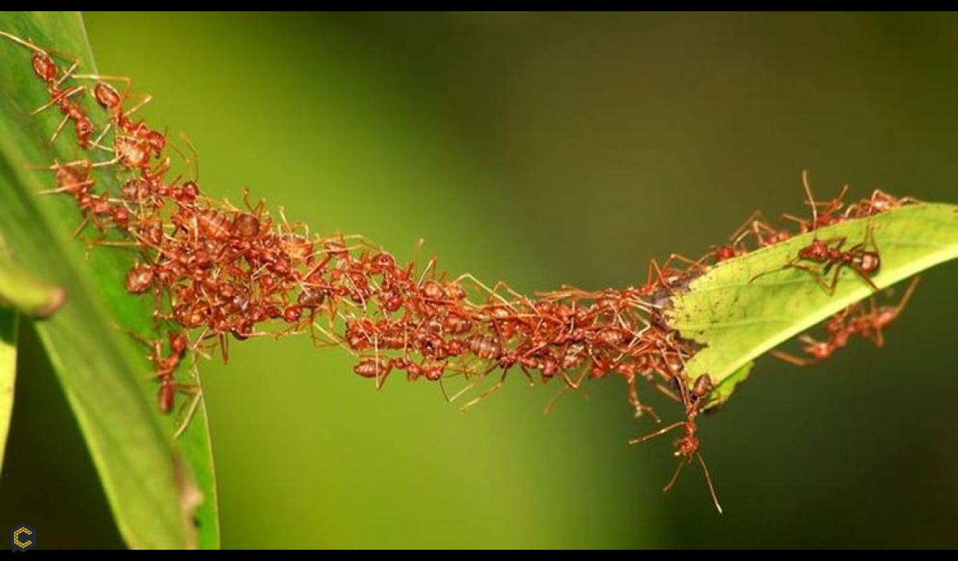 Estudian a las hormigas para eliminar los atascos de tráfico